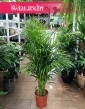 Palma Areka Żółtawa, Palma Areca Lutescens Dypsis sklep w Krakowie z roślinami