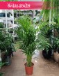 Palma Areka Żółtawa, Palma Areca Lutescens Dypsis modne rośliny doniczkowe wysyłką