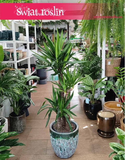 Juka Gwatemalska, Yucca Elephantipes