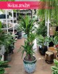 Juka Gwatemalska, Yucca Elephantipes