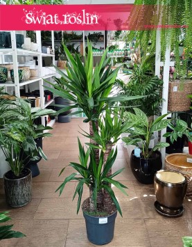Juka Gwatemalska do kupienia w Krakowie lub online z dostawą, Yucca Elephantipes