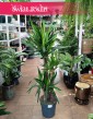 Juka Gwatemalska do kupienia w Krakowie lub online z dostawą, Yucca Elephantipes