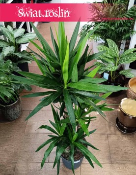 Juka Gwatemalska sklep z roślinami online lub stacjonarnie w Krakowie, Yucca Elephantipes