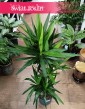 Juka Gwatemalska sklep z roślinami online lub stacjonarnie w Krakowie, Yucca Elephantipes