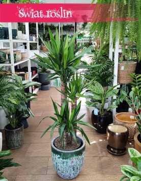 Juka Gwatemalska najlepsza jakość najlepsza cena z dostawą, Yucca Elephantipes, Stopa Słonia