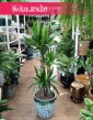 Juka Gwatemalska najlepsza jakość najlepsza cena z dostawą, Yucca Elephantipes, Stopa Słonia