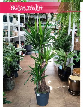 Juka Gwatemalska kup internetowo online z dostawą, Yucca Elephantipes,