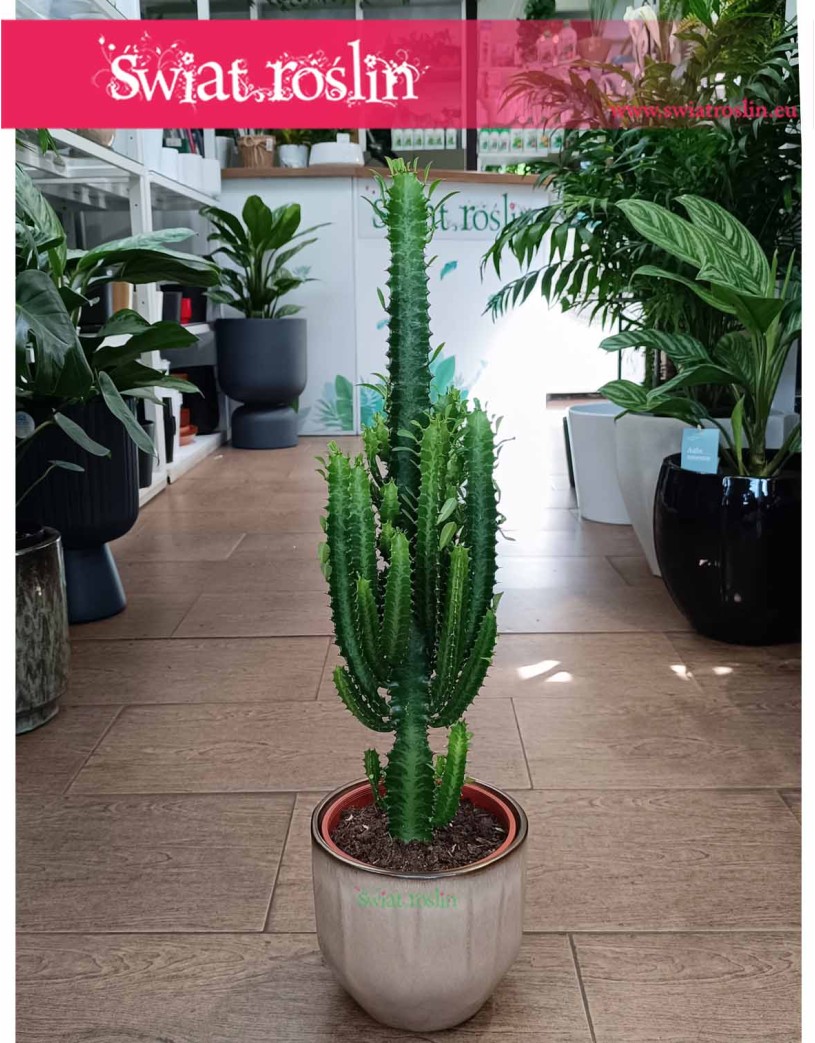 Dyży Wilczomlecz Trójżebrowy, Wielka Euphorbia Trigona