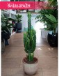 Dyży Wilczomlecz Trójżebrowy, Wielka Euphorbia Trigona