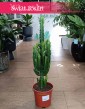 Dyży Wilczomlecz Trójżebrowy do kupienia w Krakowie lub online z dostawą, Wielka Euphorbia Trigona