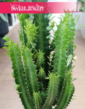 Dyży Wilczomlecz Trójżebrowy kup w sklepi einternetowym online z dostawą pod drzwi, Wielka Euphorbia Trigona