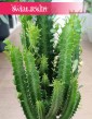 Dyży Wilczomlecz Trójżebrowy kup w sklepi einternetowym online z dostawą pod drzwi, Wielka Euphorbia Trigona