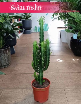 Dyży Wilczomlecz Trójżebrowy w najlepszej cenie i jakości w sklepie internetowym , Wielka Euphorbia Trigona