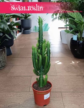 Dyży Wilczomlecz Trójżebrowy do biura do firmy do salonu do mieszkania na parapet, Wielka Euphorbia Trigona