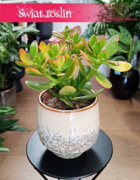 Crassula Ovata Sunset, Grubosz Ovata Sunset