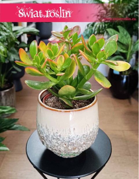 Crassula Ovata Sunset, Grubosz Ovata Sunset