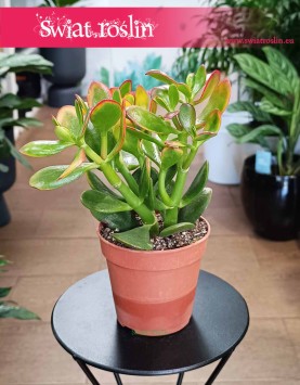 Crassula Ovata Sunset - drzewko szczęścia do kupienia online z dostawą, Grubosz Ovata Sunset