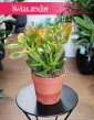 Crassula Ovata Sunset - drzewko szczęścia do kupienia online z dostawą, Grubosz Ovata Sunset