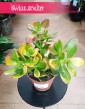 Crassula Ovata Sunset sklep internetowy online z dostawą kup do biura do mieszkania do firmy, Grubosz Ovata Sunset