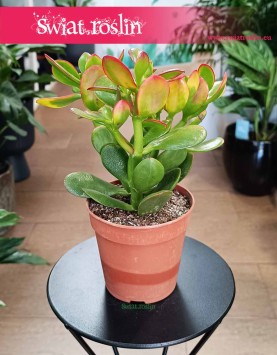 Crassula Ovata Sunset do kupienia w Krakowie lub online z dostawą pod drzwi, Grubosz Ovata Sunset
