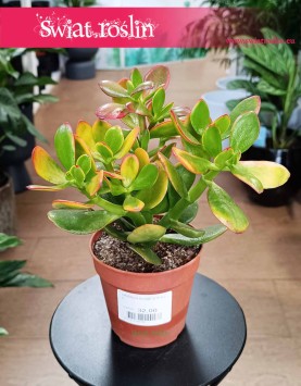 Crassula Ovata Sunset - drzewko szczęścia do kupieniaa internetowo online z  dostawą, Grubosz Ovata Sunset
