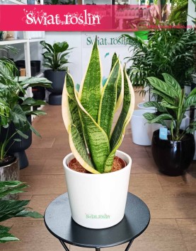 Sansevieria Futura Superba, Sansewiera Gwinejska Futura Superba