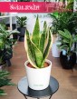 Sansevieria Futura Superba, Sansewiera Gwinejska Futura Superba