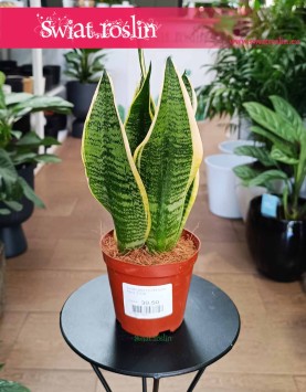 Sansevieria Futura Superba sklep do kupienia online z dostawą, Sansewiera Gwinejska Futura Superba