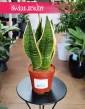 Sansevieria Futura Superba sklep do kupienia online z dostawą, Sansewiera Gwinejska Futura Superba