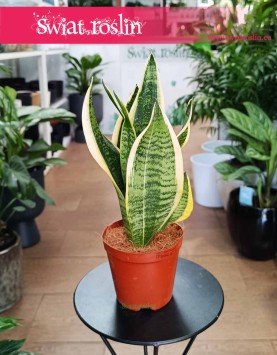 Sansevieria Futura Superba do kupienia w sklepie internetowym online z dostawą online, Sansewiera Futura Superba