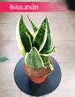 Sansevieria Futura Superba oczyszczająca powietrze roślina do biura na parapet do sypialni, Sansewiera Gwinejska Futura Superba
