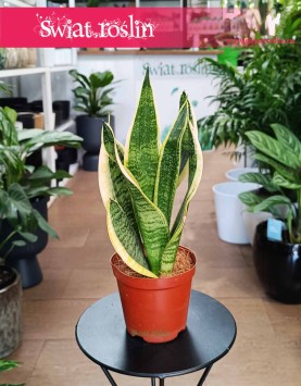 Sansevieria Futura Superba kup w Krakowie lub z dostawą pod drzwi ze sklepu online, Sansewiera Gwinejska Futura Superba