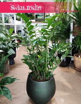 Wielki Zamioculcas Zamiifolia XL, Duży Zamiokulkas Zamiolistny