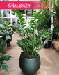 Wielki Zamioculcas Zamiifolia XL, Duży Zamiokulkas Zamiolistny
