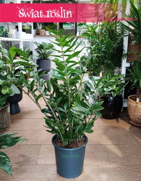 Wielki Zamioculcas Zamiifolia XL do kupienia w Krakowie w najlepszym sklepie z roślinami doniczkowymi, Duży Zamiokulkas