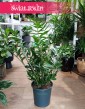 Wielki Zamioculcas Zamiifolia XL do kupienia w Krakowie w najlepszym sklepie z roślinami doniczkowymi, Duży Zamiokulkas