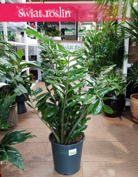 Wielki Zamioculcas Zamiifolia XL, Duży Zamiokulkas Zamiolistny do kupienie internetowo online