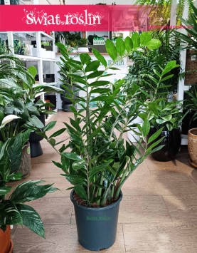 Wielki Zamioculcas Zamiifolia XXL, łatwy w uprawie Duży Zamiokulkas Zamiolistny do biura lub firmy do mieszkania kup online