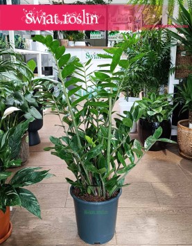 Mało wymagający Wielki Zamioculcas Zamiifolia XXL do kupienia online lub w Krakowie w sklepie z Roślinami, Duży Zamiokulkas