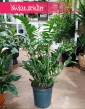 Mało wymagający Wielki Zamioculcas Zamiifolia XXL do kupienia online lub w Krakowie w sklepie z Roślinami, Duży Zamiokulkas