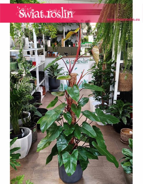 Duży Filodendron Red Emerald, Wielki Philodendron Red Emerald