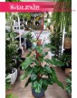 Duży Filodendron Red Emerald, Wielki Philodendron Red Emerald