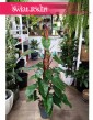oczyszczający powietrze Duży Filodendron Red Emerald w najlepszej cenie i jakości, Wielki Philodendron Red Emerald