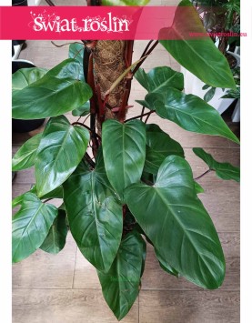 Duży Filodendron Red Emerald, cudowny Wielki Philodendron Red Emerald do kawiarni do biura do restauracji do salonu do firmy
