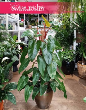 Filodendron Red Emerald, Philodendron Red Emerald