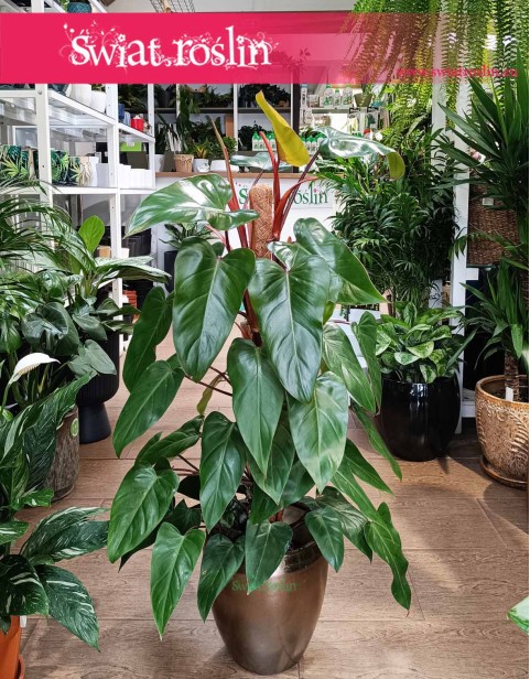 Filodendron Red Emerald, Philodendron Red Emerald