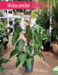 Filodendron Red Emerald do kupienia online z dostawą w ze sklepu internetowego online, Philodendron Red Emerald