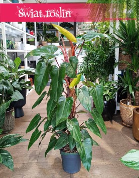 Filodendron Red Emerald w najlepszej cenie i jakości z dostawą pod drzwi, Philodendron Red Emerald