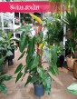 Filodendron Red Emerald w najlepszej cenie i jakości z dostawą pod drzwi, Philodendron Red Emerald