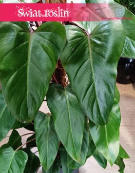 Filodendron Red Emerald oczyszczający powietrze do biura do kawiarni do restauracji do mieszkania , Philodendron Red Emerald